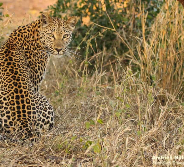 08andries Leopard.ntsumi.130720 2 Final 08andries Leopard.ntsumi.130720 2 Final