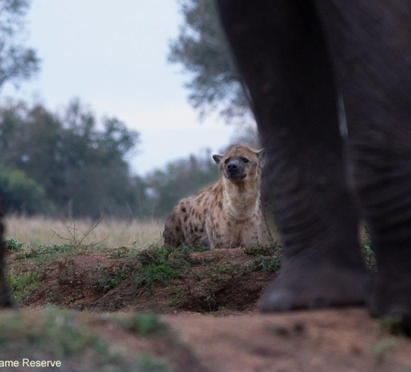 A27ronald Mutero Elephant 24072022 2 Final