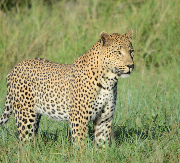 Maxabeni