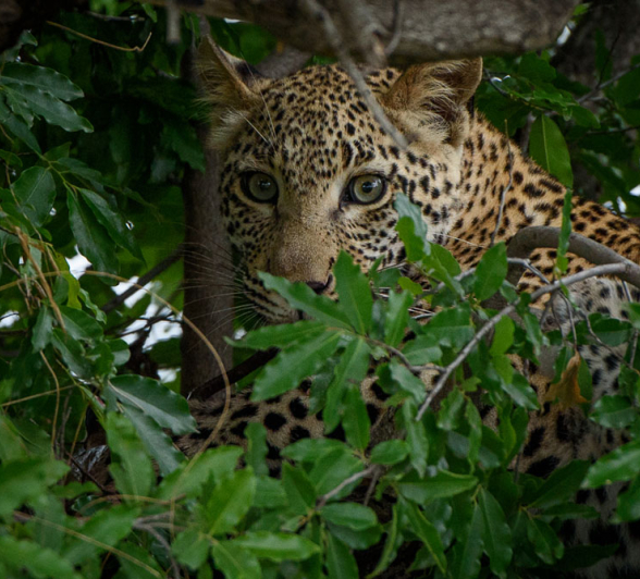 Mike Palmer LBC Cub 2