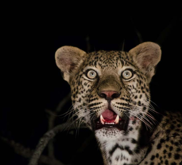 Photo Steve Tortilis Photo Steve Tortilis