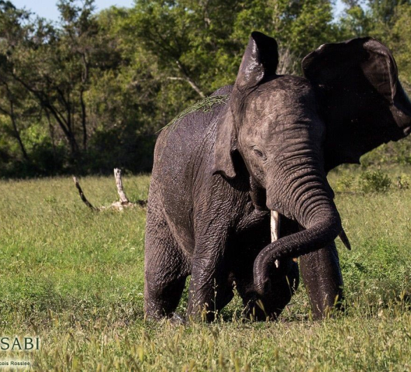 23Franscois Rosslee Eli1 150117 Final