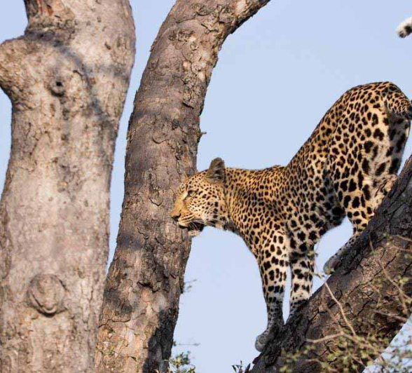 15Frederik Aucamp Leopard LBC 4 Final 15Frederik Aucamp Leopard LBC 4 Final