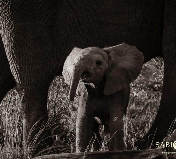 02Kevan Dobbie Elephant Calf 301218 Final 02Kevan Dobbie Elephant Calf 301218 Final