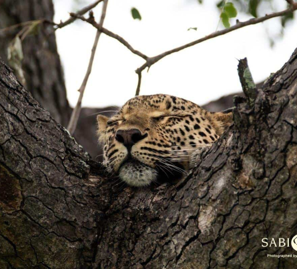 21Kevin Van Der Linde Ntsumi 23022019 2 Final 21Kevin Van Der Linde Ntsumi 23022019 2 Final