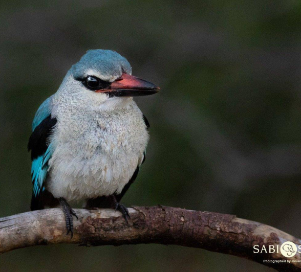 02Kevan Dobbie Woodlands Kingfisher 190219 Final 02Kevan Dobbie Woodlands Kingfisher 190219 Final