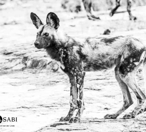 05Kevin Van Der Linde Wild Dog 23032019 5 Final