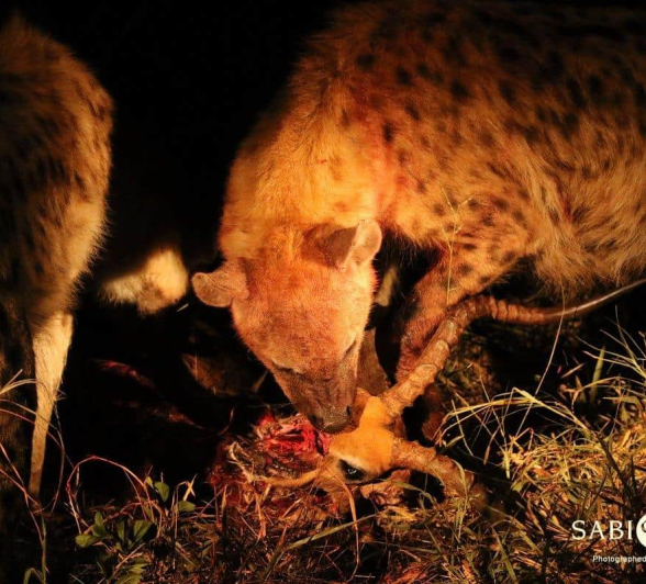 18Steff McWilliam Spotted Hyena 2 13 05 19 Final 18Steff McWilliam Spotted Hyena 2 13 05 19 Final