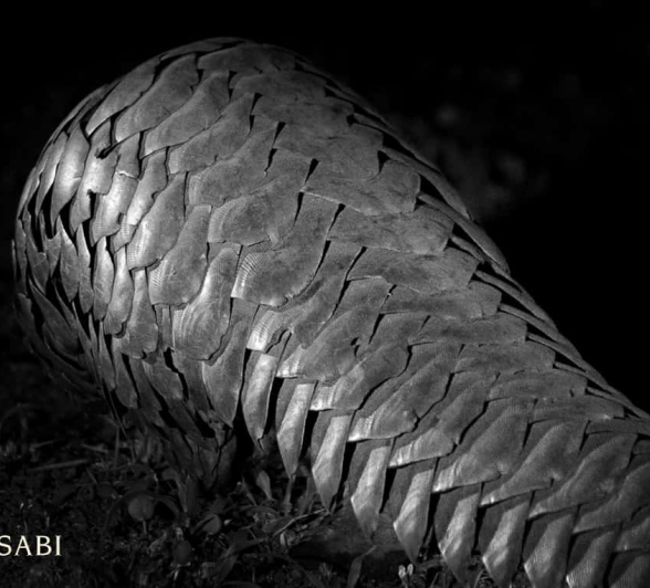 13Pravir Patel Pangolin Scales Final 13Pravir Patel Pangolin Scales Final