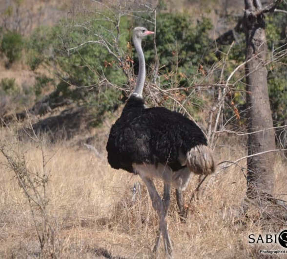 39 Ronald Mutero Ostrich 23082019 39 Ronald Mutero Ostrich 23082019