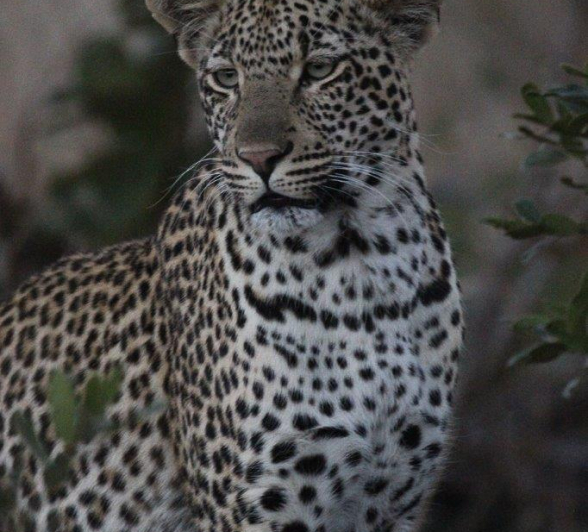 05Louise Murray Soctia Cub 07072020 9 Final