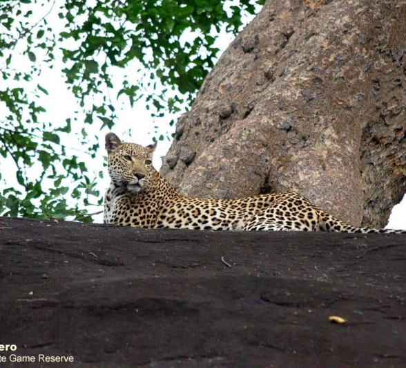 02ronald Mutero Keegelia 05112020 7 Final 02ronald Mutero Keegelia 05112020 7 Final