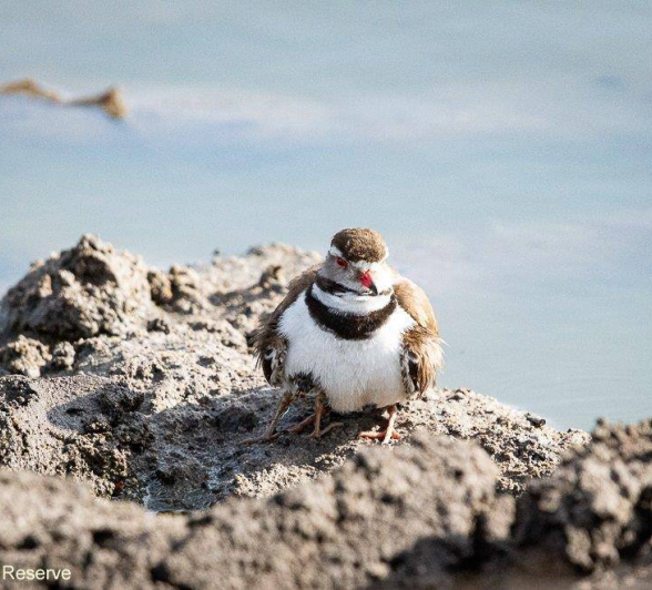 39ronald Mutero Three Bended Plover 121120200 Final