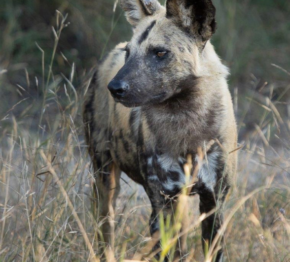 13Graeme Stewart Wild Dog 270321 Final 13Graeme Stewart Wild Dog 270321 Final