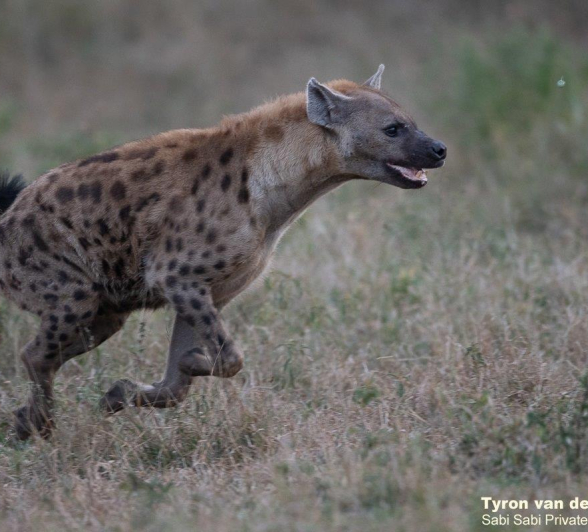 25Tyron Van Der Walt Hyena 060521 Final