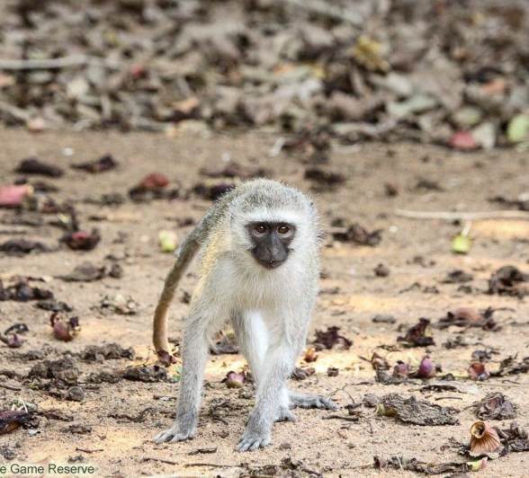 B02Erin Herbst Vervet Monkey 4 031121 Final B02Erin Herbst Vervet Monkey 4 031121 Final