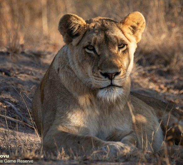 B29andries Lioness.sp 010821 Final B29andries Lioness.sp 010821 Final