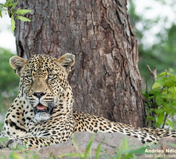 A32andries Leopard.nweti 061221 1 Final A32andries Leopard.nweti 061221 1 Final