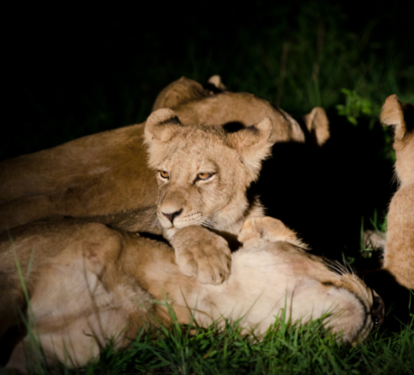 Southern Pride 3 Southern Pride 3