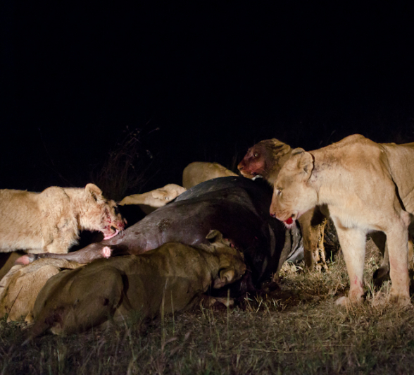 Southern Pride On A Kill Southern Pride On A Kill