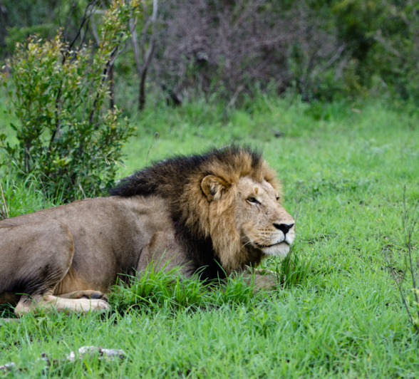 Luxury Safari 12 Luxury Safari 12