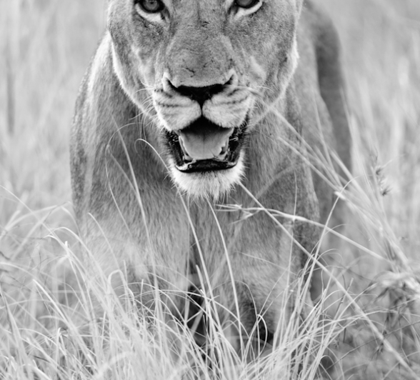 Sabi Sabi Super Sightings 2 2 Sabi Sabi Super Sightings 2 2
