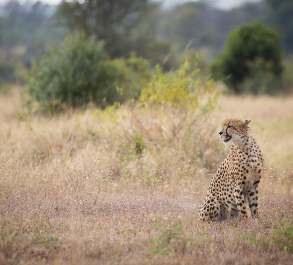 Cheetah 01 Pravir Cheetah 01 Pravir
