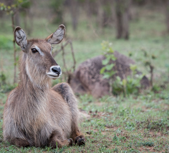 Mike Palmer Waterbuck Mike Palmer Waterbuck