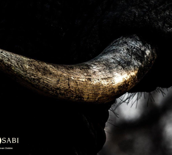 08Kevan Dobbie Elephant Tusk 0110 Final