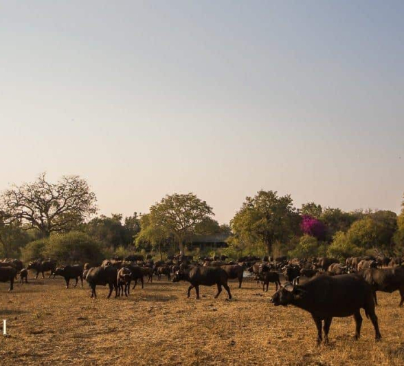 7 Kevan Dobbie Buffalo 190818 Final