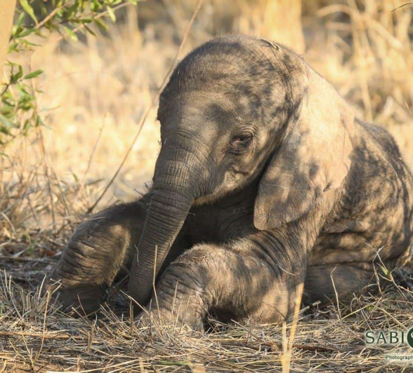 07Ally Ross 20181107 New Elephant 02 Final 07Ally Ross 20181107 New Elephant 02 Final
