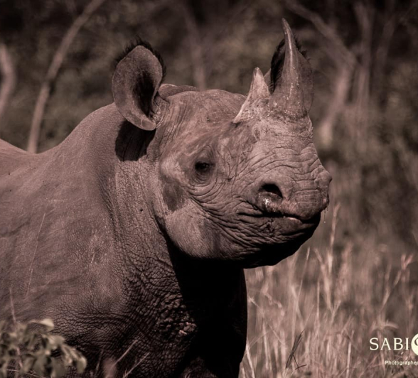 05Kevan Dobbie Black Rhino 130218 3 Final