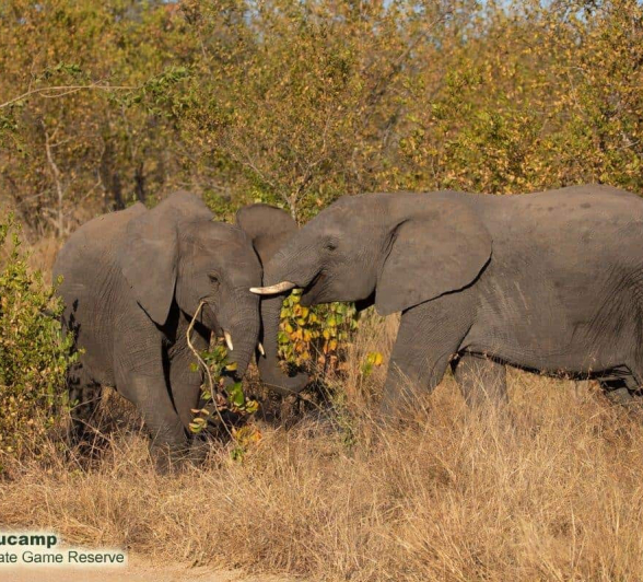 40Frederik Aucamp Elephants 19 06 2019 Final 40Frederik Aucamp Elephants 19 06 2019 Final