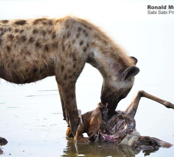 48Ronald Mutero Hyeana 02102019 11 Final 48Ronald Mutero Hyeana 02102019 11 Final