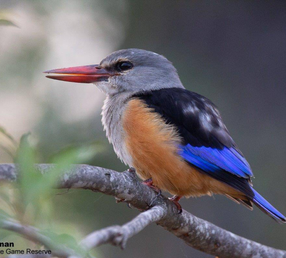 18Brett Heasman Kingfisher 24032020 2 Final 18Brett Heasman Kingfisher 24032020 2 Final