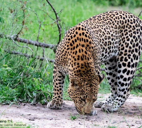 09ronald Mutero White Dam 03012021 23 Final