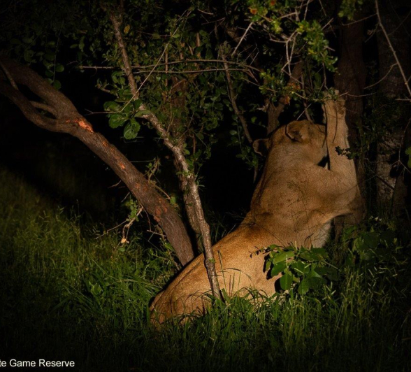 27Amy Leigh Lion Kumbula 4 060221 Final