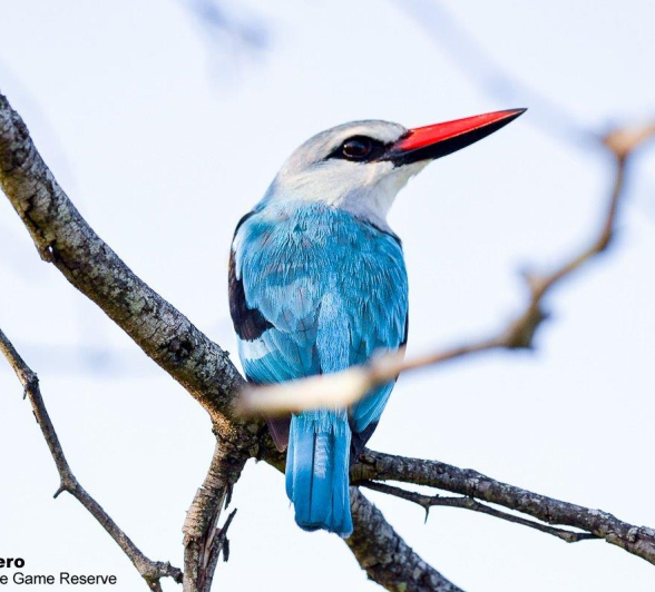 B04ronald Mutero Woodland King Fisher 03012020 10 Final