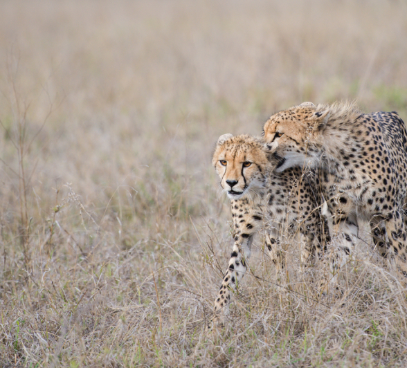Cheetah Cheetah