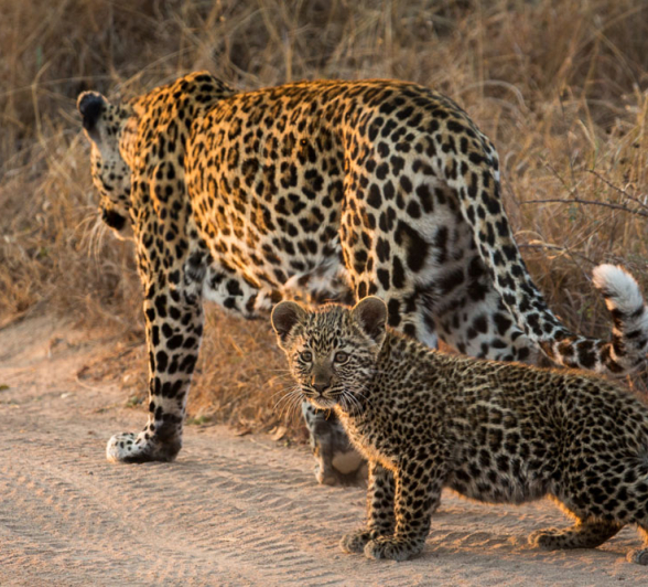 Nottins Cub 02 Pravir Nottins Cub 02 Pravir