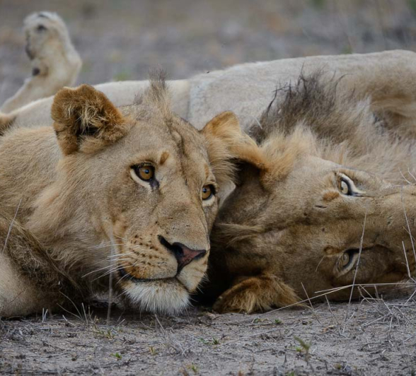 08Mike Palmer Lions 150116 1 08Mike Palmer Lions 150116 1