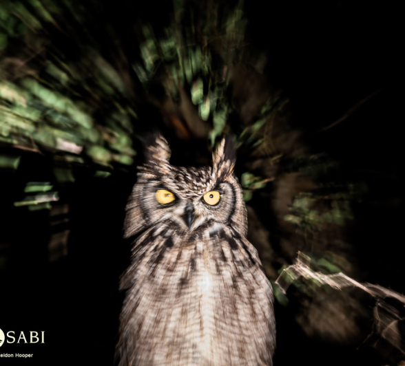 41 Sheldon Hooper Spotted Eagle Owl 24 04 17 2n 41 Sheldon Hooper Spotted Eagle Owl 24 04 17 2n