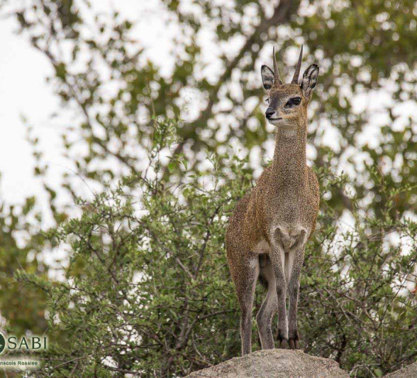 30Franscois Rosslee Klipspringer 1 Of 1 Final 30Franscois Rosslee Klipspringer 1 Of 1 Final