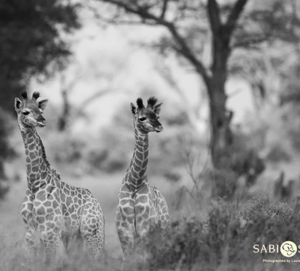 08Louise Murray Giraffe 29032019 3 Final 08Louise Murray Giraffe 29032019 3 Final