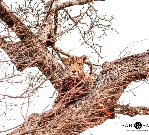 36Andries Ndlovu WD 02092019 2 Final