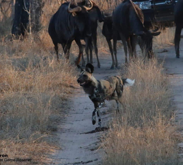 27Bianca Theron Wild Dog Gnu 28092019 Final 27Bianca Theron Wild Dog Gnu 28092019 Final