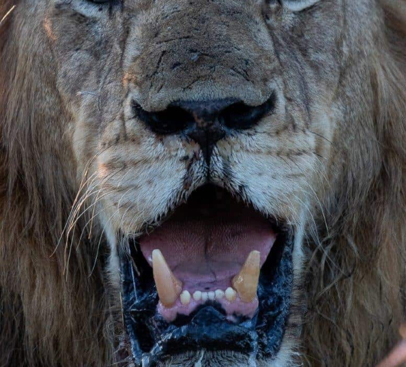 26Kevin Van Der Linde Lions Nwaswitwisaka 30112019 Final 26Kevin Van Der Linde Lions Nwaswitwisaka 30112019 Final