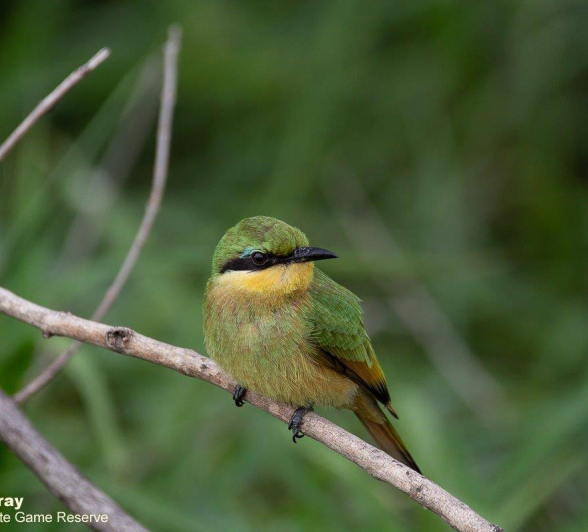 16Louise Murray Bee Eater 03012020 1 Final