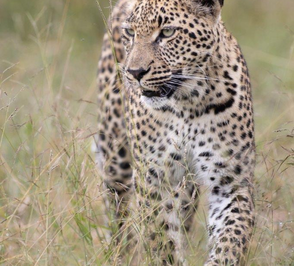 B05Graeme Stewart Golonyi 310122 1  Final