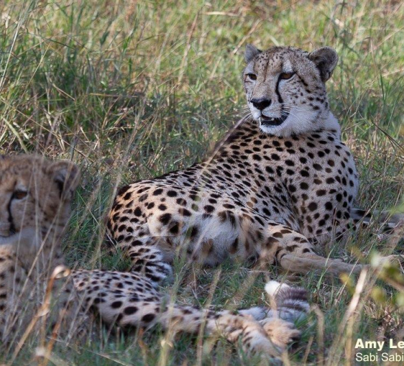B07Amy Leigh Cheetah Cub 4 070422 Final B07Amy Leigh Cheetah Cub 4 070422 Final